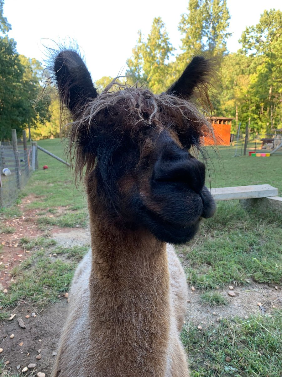 Meet Harley!  He is definitely a visitor favorite and by far the most popular personality on our farm.   We refer to him as our "greeter" as he is the first llama to welcome our guests.  
