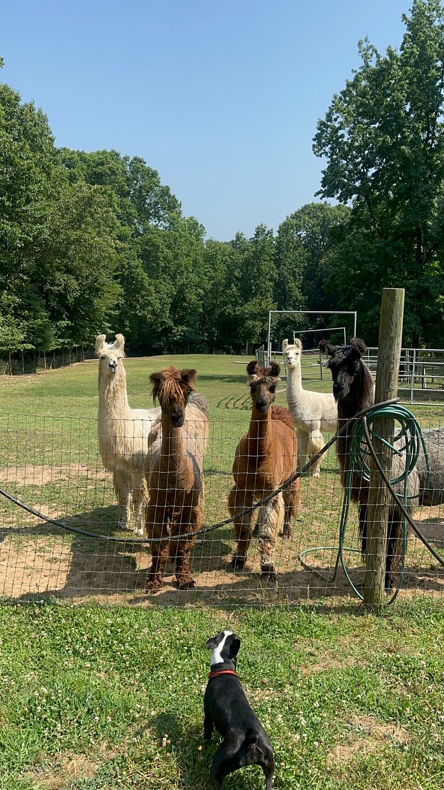 The day the llamas met a young four legged visitor.  You can tell my their faces that they weren't sure what to make of this little yappy creature.  :-)
