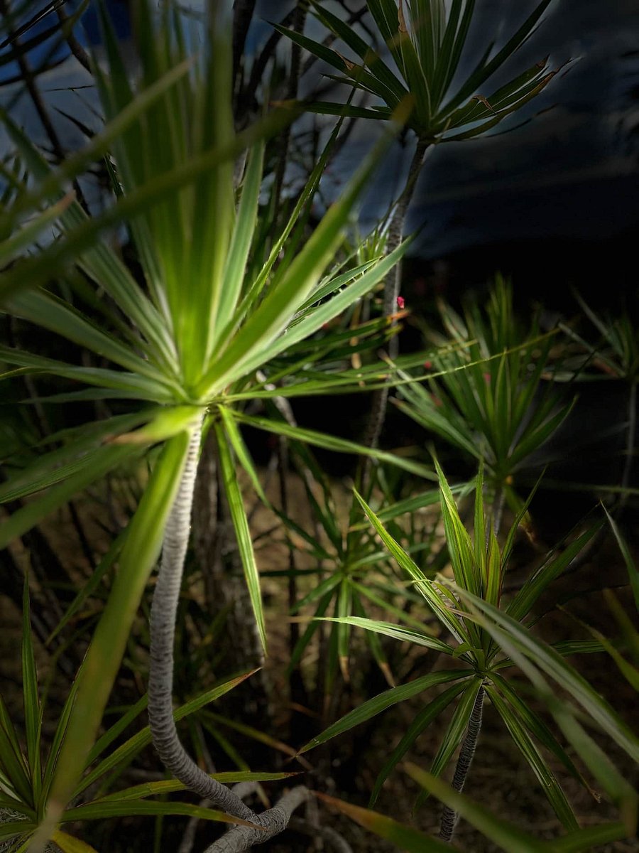 There are a variety of palm species on St. Thomas which adds to the regions tropical beauty. Our backyard has numerous palms, locally the Tyre palm is the only remaining native palm used for traditional brooms and basketry