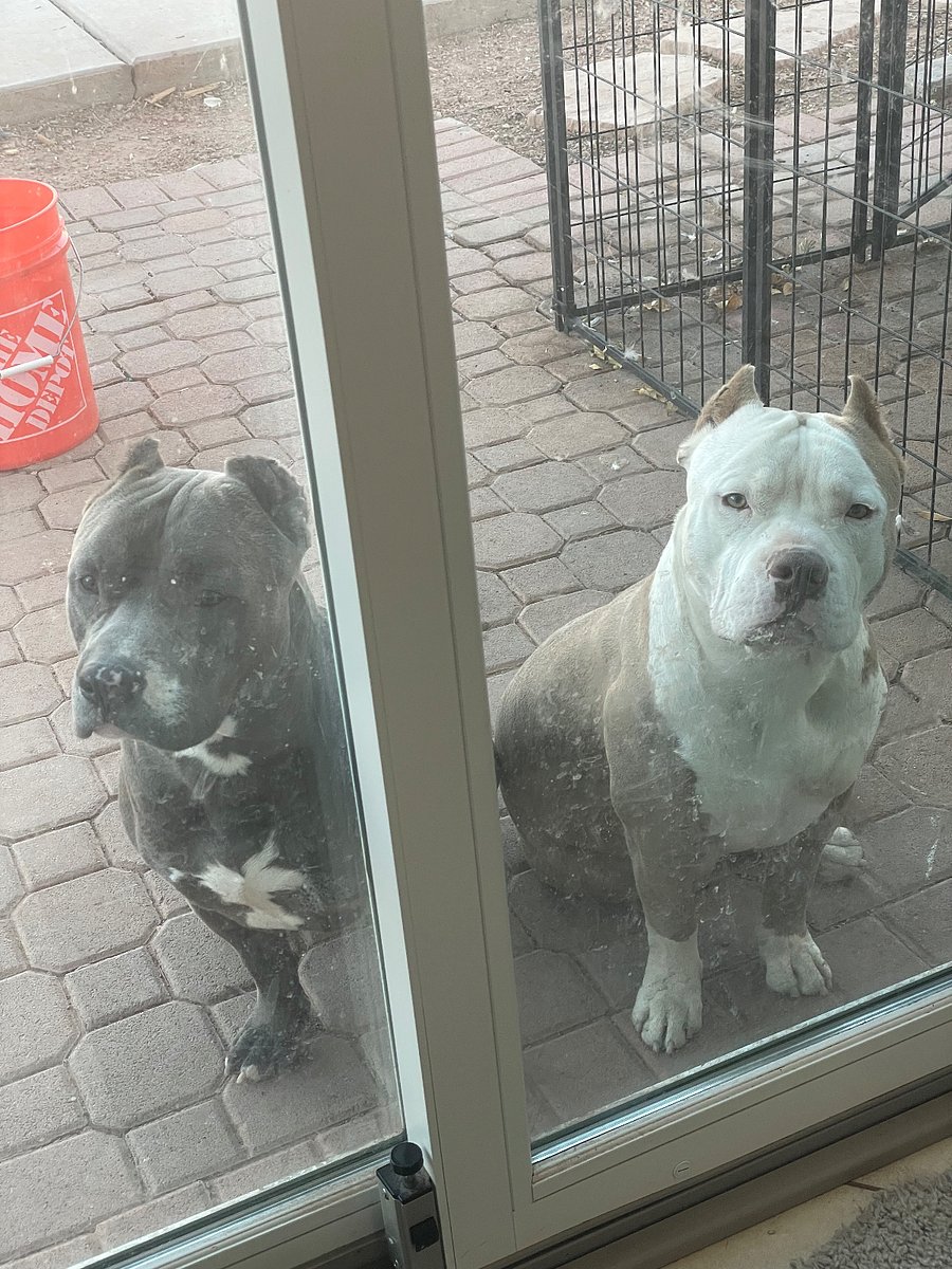 A view of our dogs while
 outside in the backyard looking at us through the sliding door.