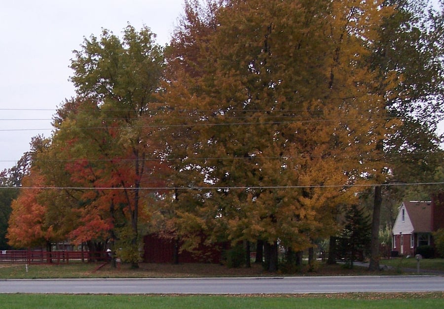 Fall Leaves