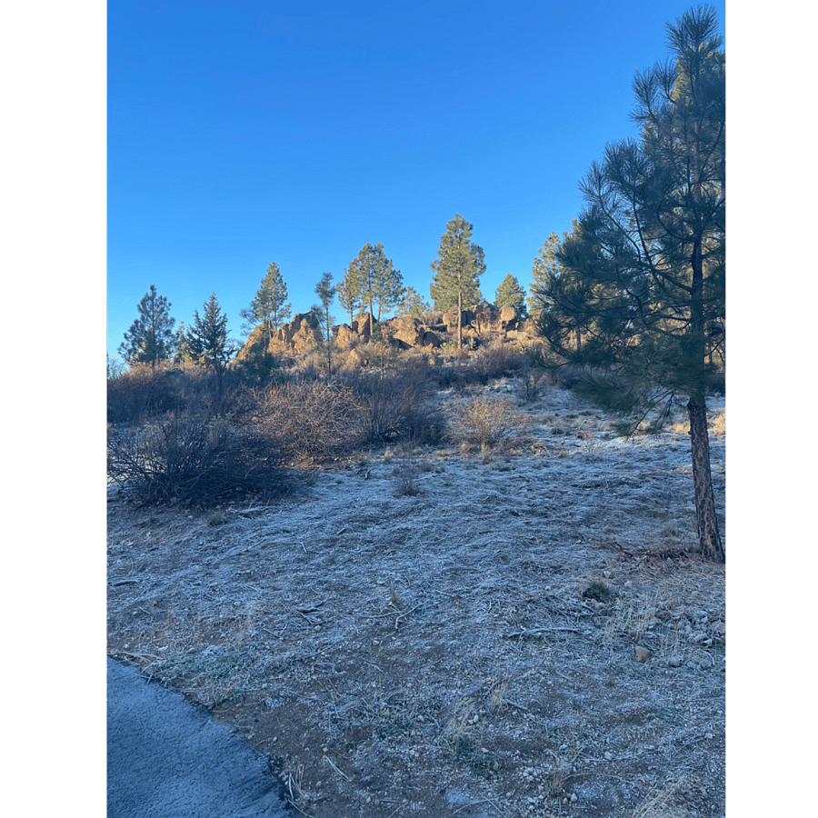 This is the hill that backs up to the designated dog area where dogs and dog owners alike enjoy exploring for something new!