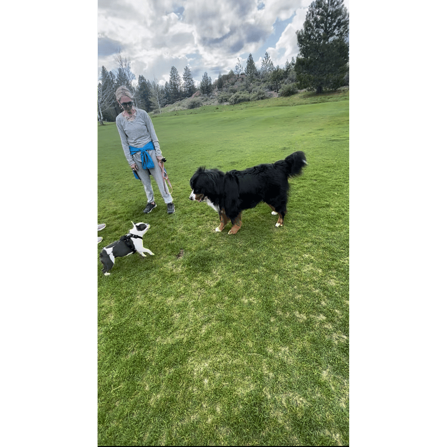 Dog owners and Dogs enjoy this special place to meet, gather and enjoy the great outdoors that is adjacent from your front door!