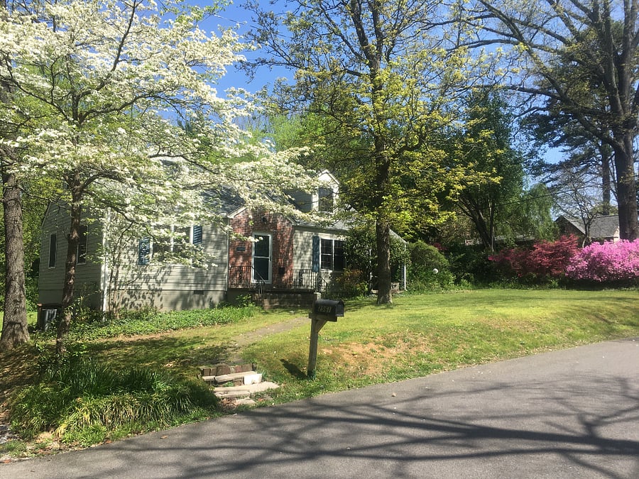 Springtime view: dogwoods and azaleas