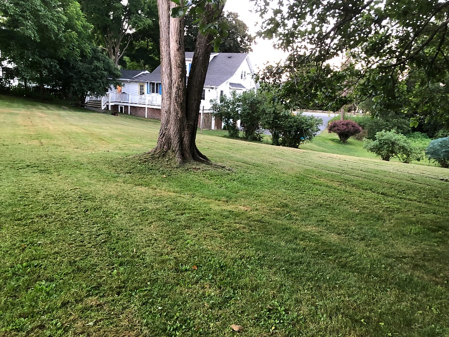 Backyard (partial)