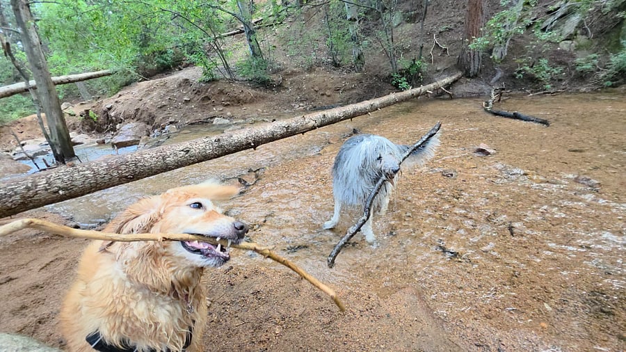 Our senior dogs, Penny and Rigby