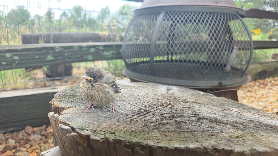 Saved this little guy from the window well!