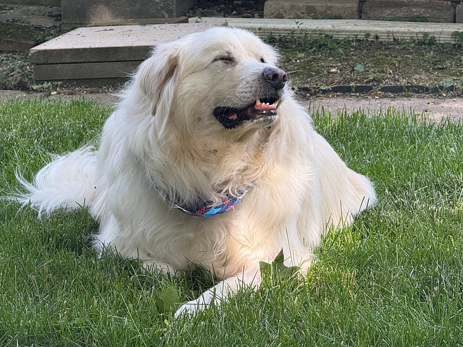 This dog lives here