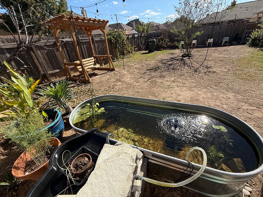 Peaceful garden pond, peach tree, and backyard swing