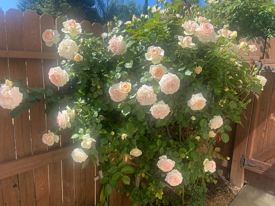 Climbing roses on side yard