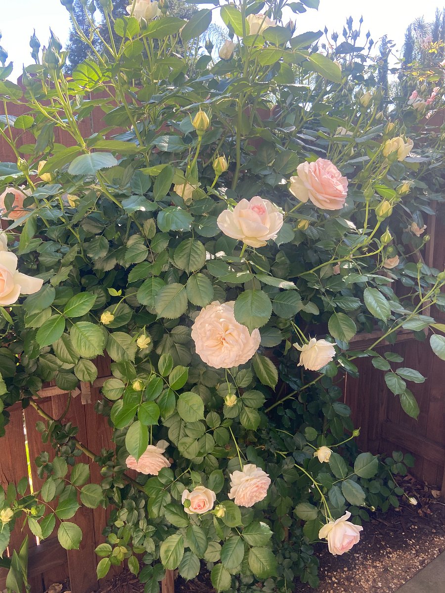Roses on side yard