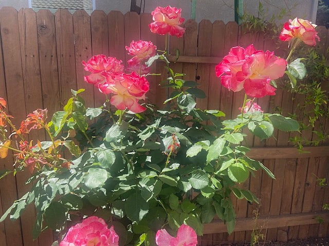 Roses on side yard