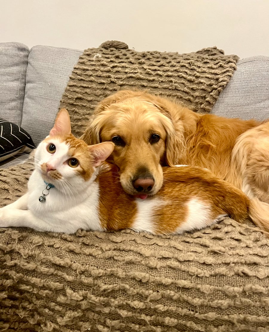 The fur babies.