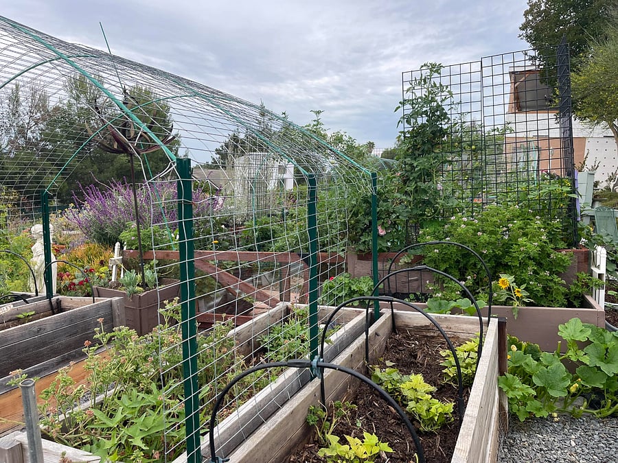 owner lives in the same land - 1 acre with garden