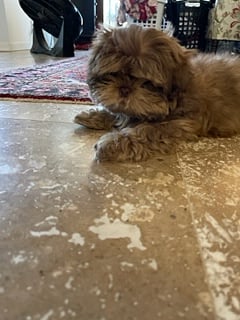 pet friendly accommodation but we need to check the breed and temperament of the pet.