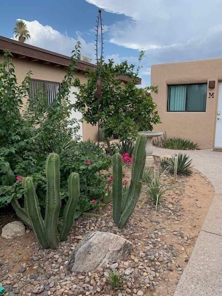 Desert Landscaping