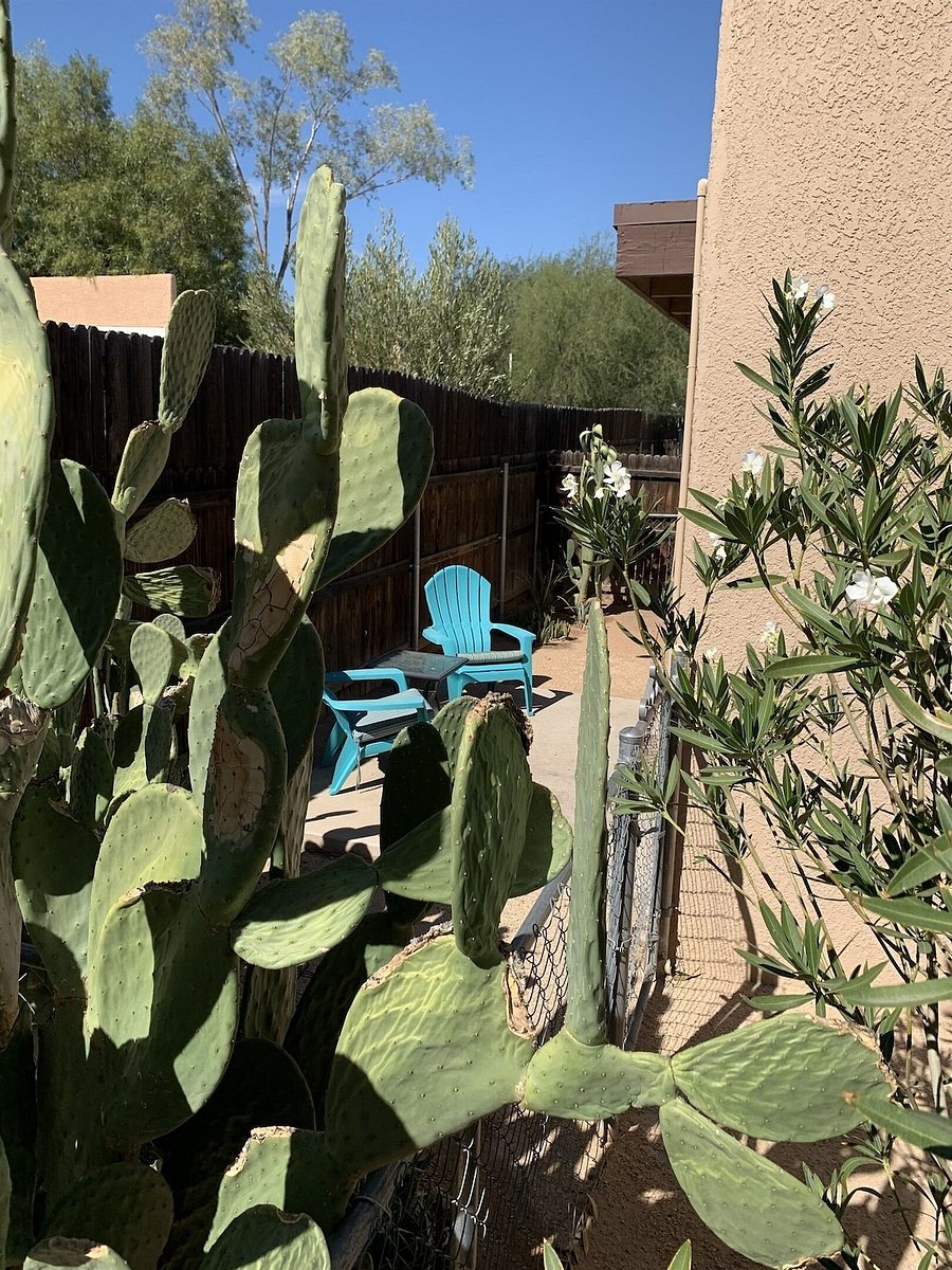 Backyard.