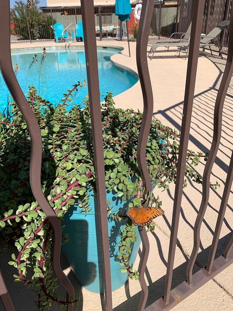 Plants near pool area.