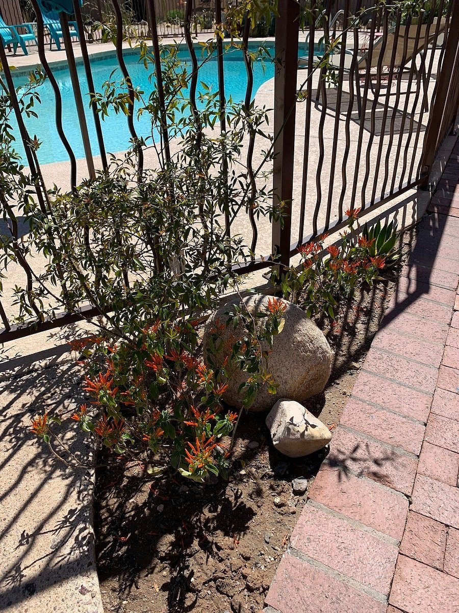 Many botanicals around property.