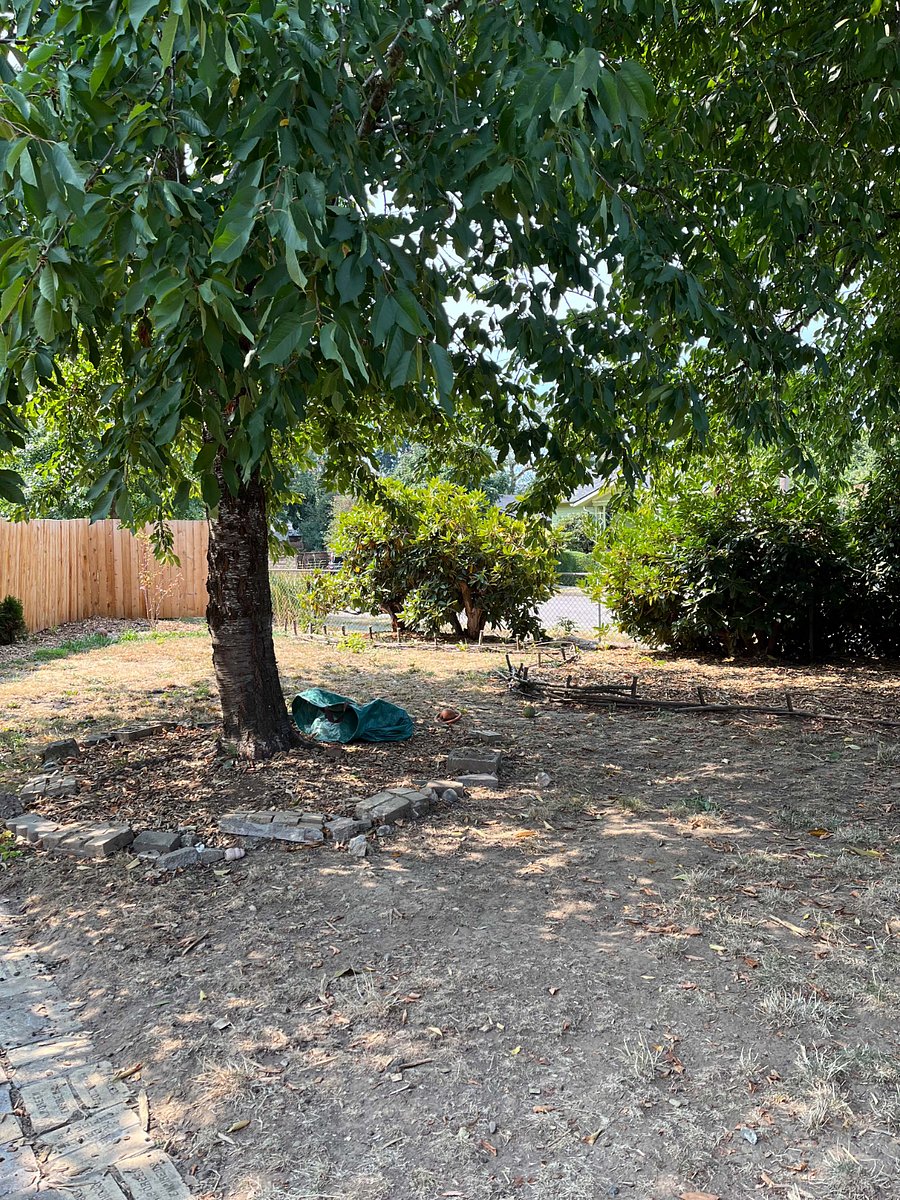 Back yard