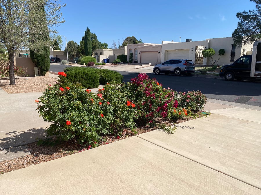 Roses on the driveway, looking north.