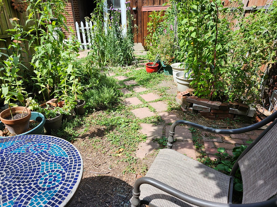Enjoy the native plant garden in the back yard. (A gardener comes regularly to tend it.)