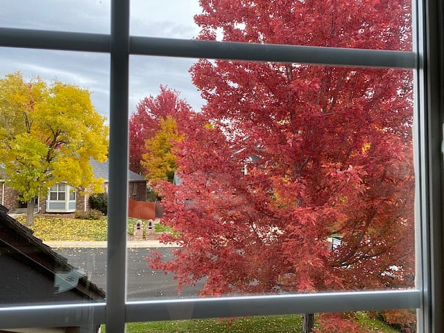 View from inside the front office of the Autumn Blaze maple in the front yard.