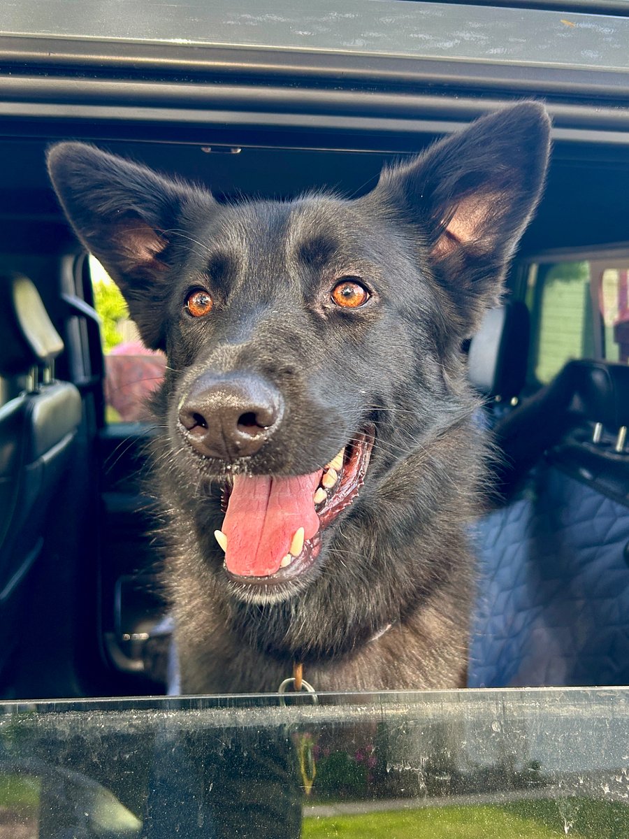 My dog Raven Who you'll share the place with. She loves everyone.