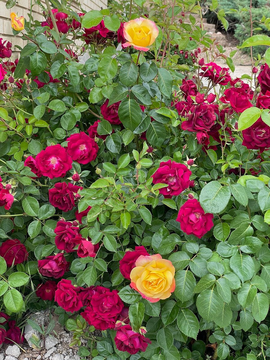 Summer roses on a backyard rose bush.