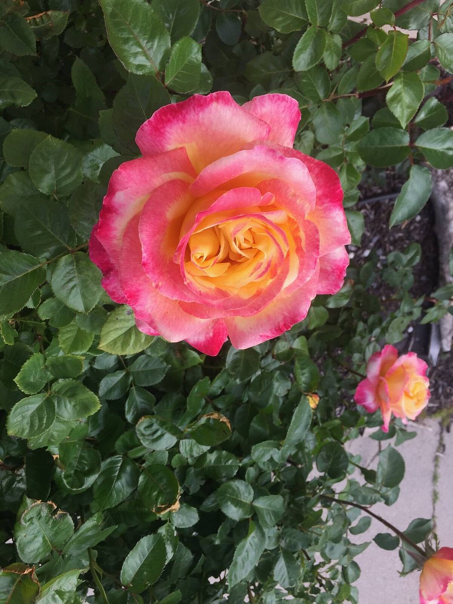 Roses on the side of the garage