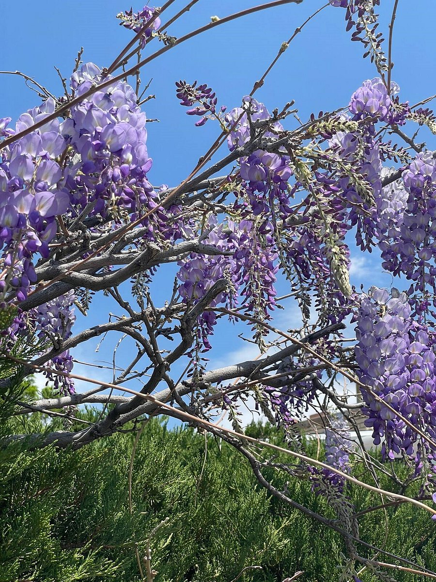 Summer Wysteria blooms in the front yard.
