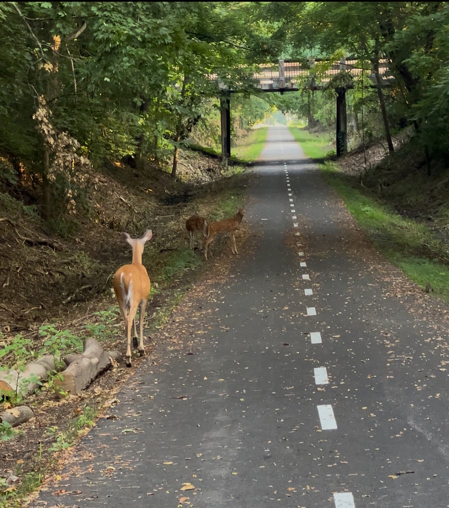 Some guests in Greenway corridor right next door!
