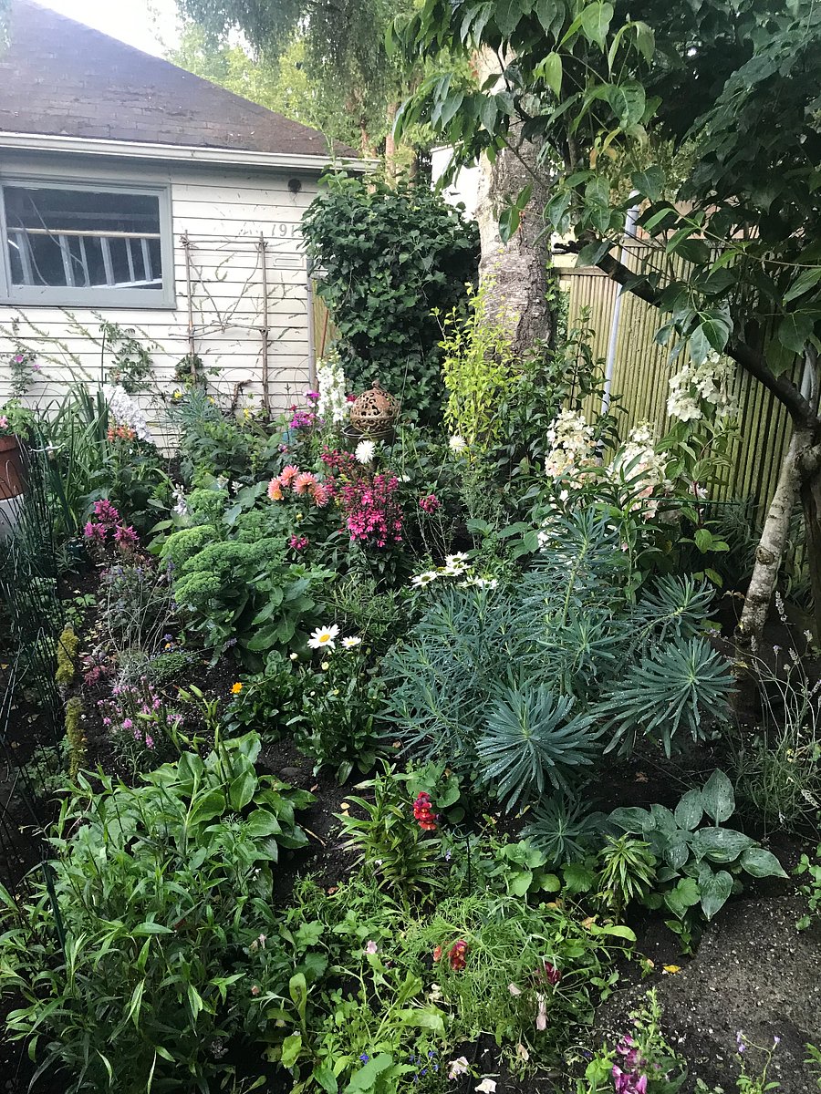Garden in back