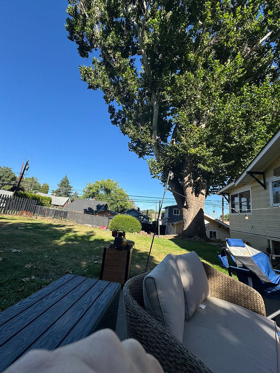 This tree provides great shade. Even on the hottest days usually before 11am and late afternoon the backyard stays cool- long before the rest of Yakima