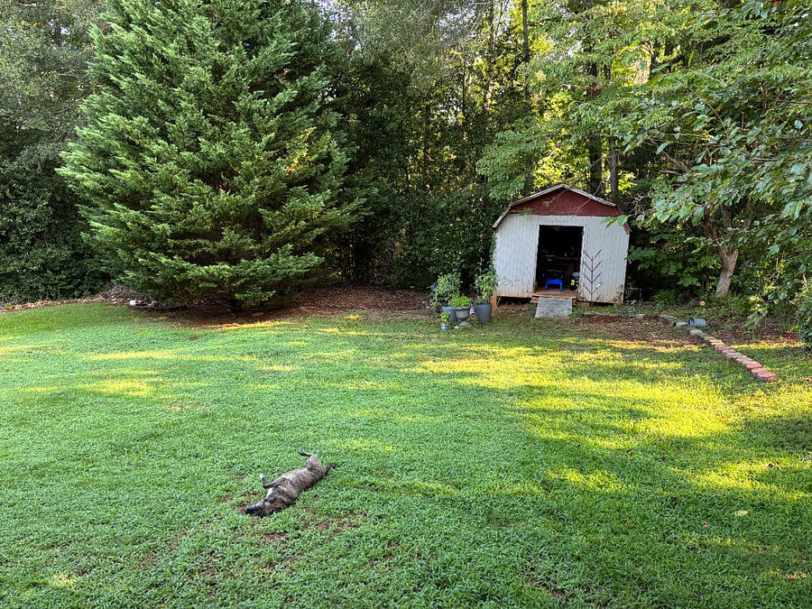 Backyard with a happy dog rolling around in the grass