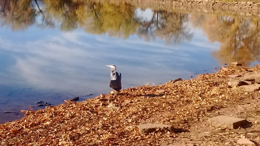 Rest and Peace of Twin Lakes!