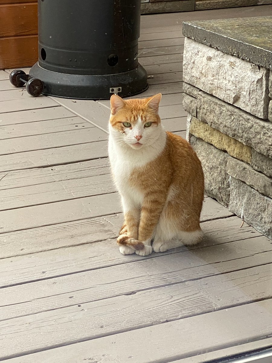 Pretty kitty Joey who lives outside and was a stray