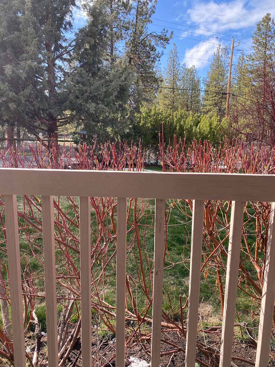 View out front window in the winter