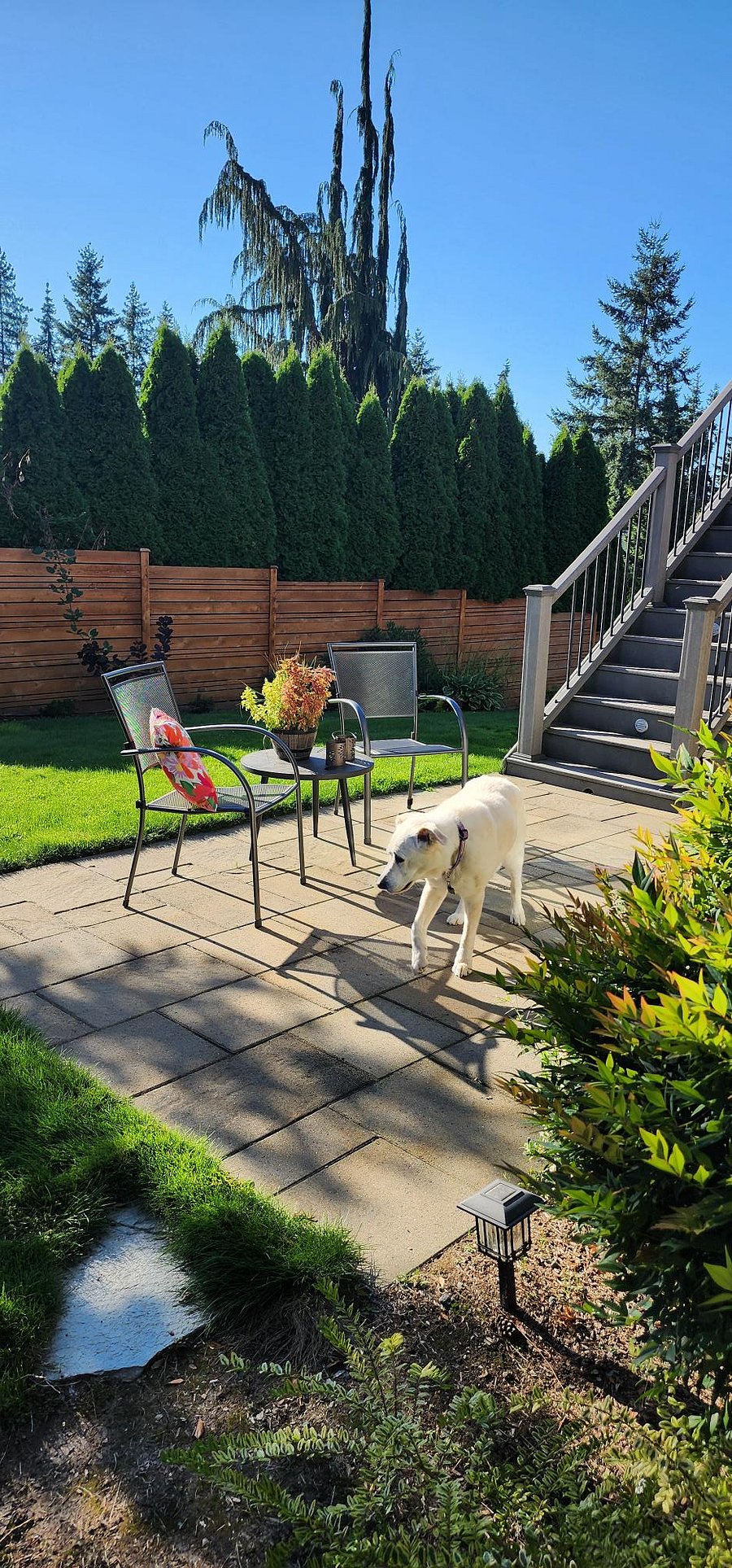 Personal patio area and our dog Kona (our sweet girl is 13 years old and very well trained.