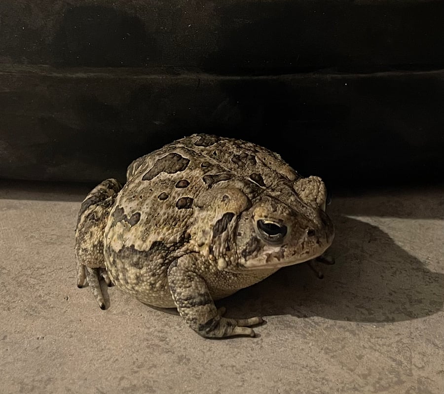 Toad and friends also come out at dark and get the bugs on the ground. Touki does not like toad:-(