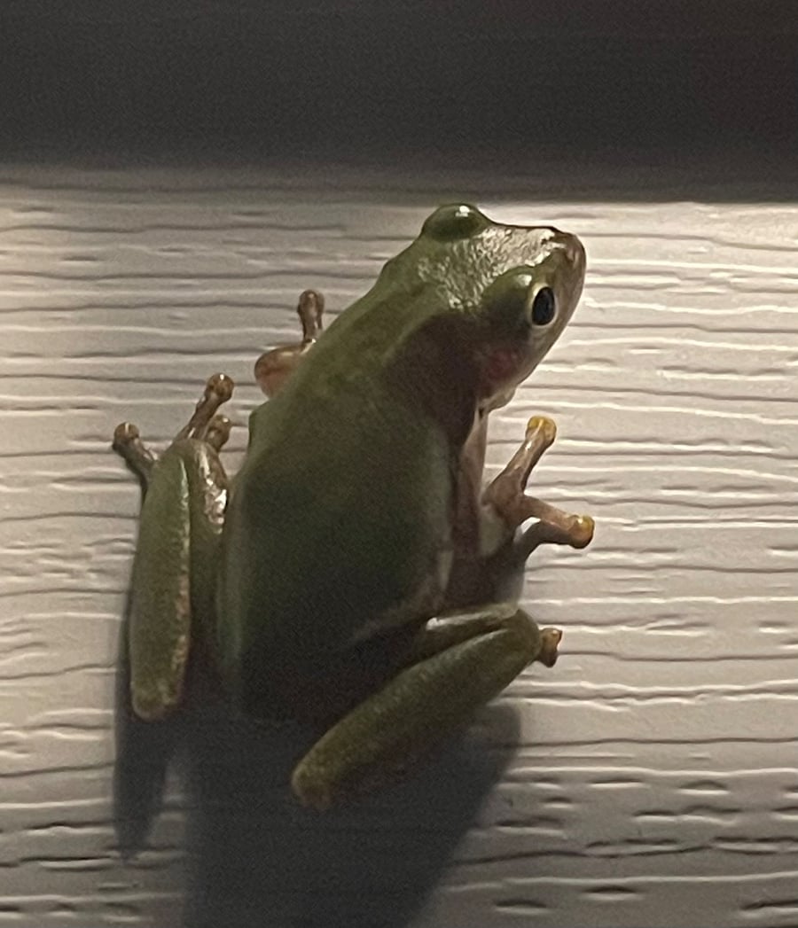 At night their cute lil guys come to all the outdoor lights and eat bugs for us. You have to be careful as they will get in the house and in your car.