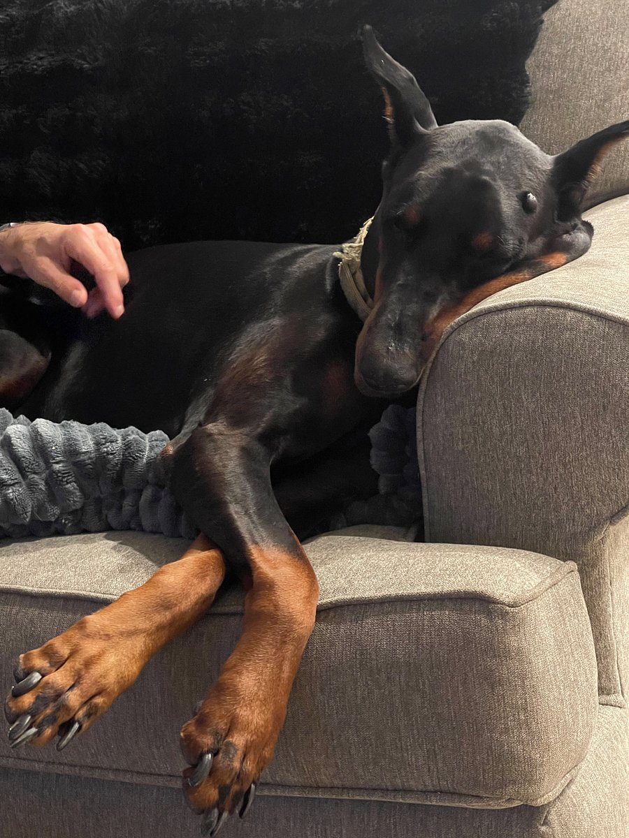 Touki is also a couch potato and loves attention.