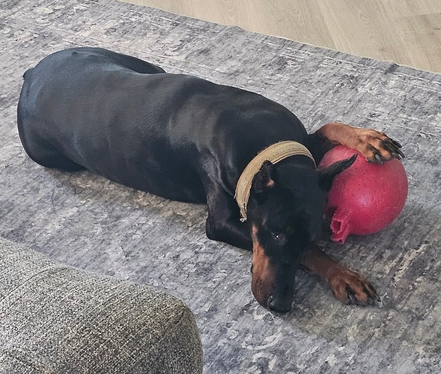 This is Touki, a European Doberman Pincher. He weighs 115 lbs. He is very friendly and loves to play.