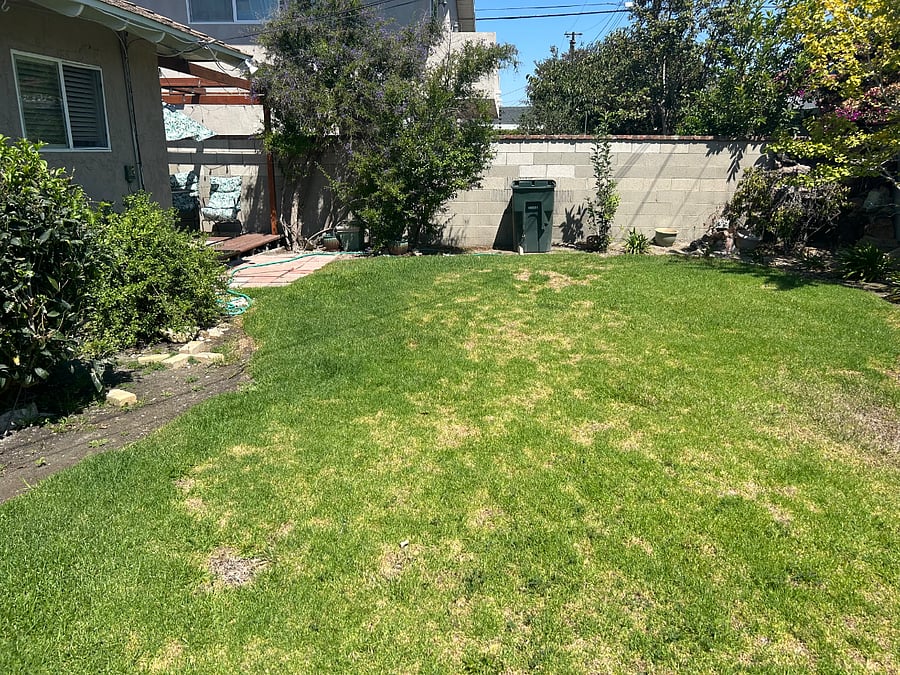 Grass area in backyard