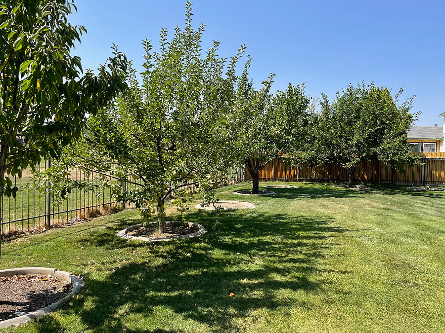 Fruit Trees