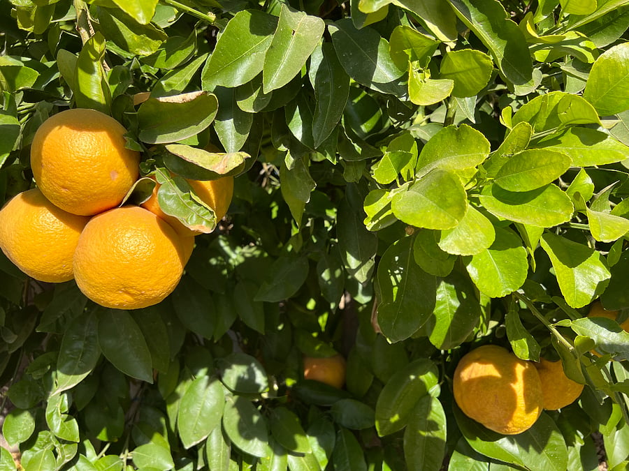 Grapefruit tree