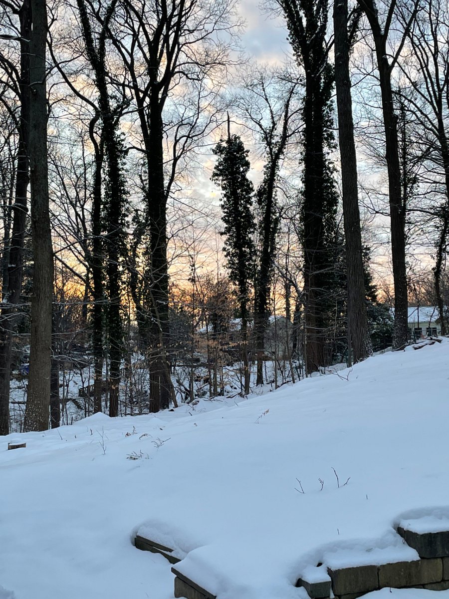 Backyard hill, perfect for sledding!