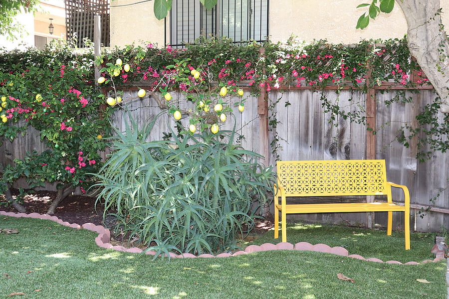 Backyard Garden