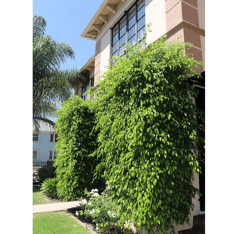 Furnished Finder property 896582_1 photo 4