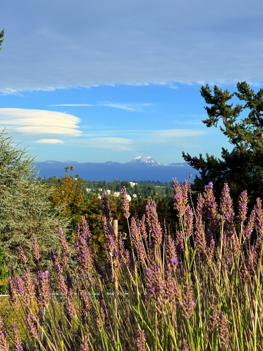 view from yard